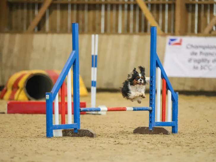 Des chiots Cavalier King Charles LOF à réserver