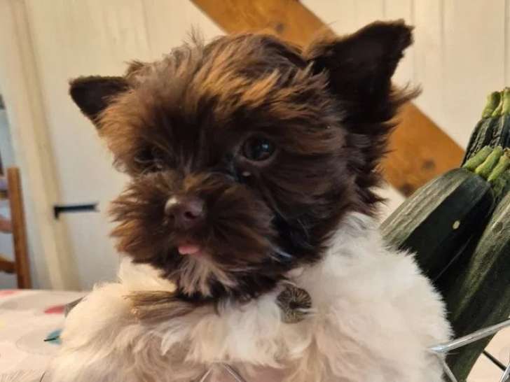 À vendre, 2 chiots mâles Yorkshire Terrier biro chocolat et blanc (LOF)