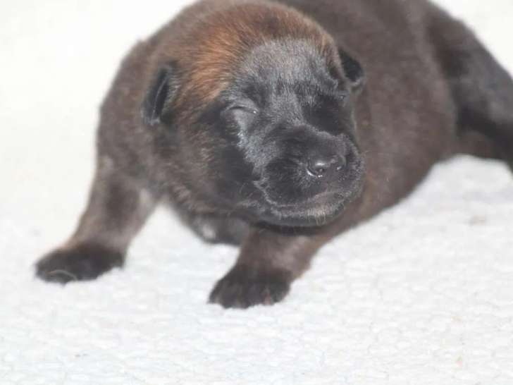 5 chiots Berger Belge Malinois LOF disponibles à l’achat