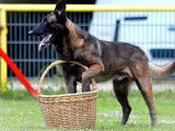 5 chiots Berger Belge Malinois LOF disponibles à l’achat