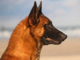 5 chiots Berger Belge Malinois LOF disponibles à l’achat