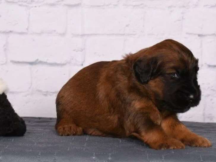 1 chiot mâle Berger de Brie fauve à réserver (LOF)