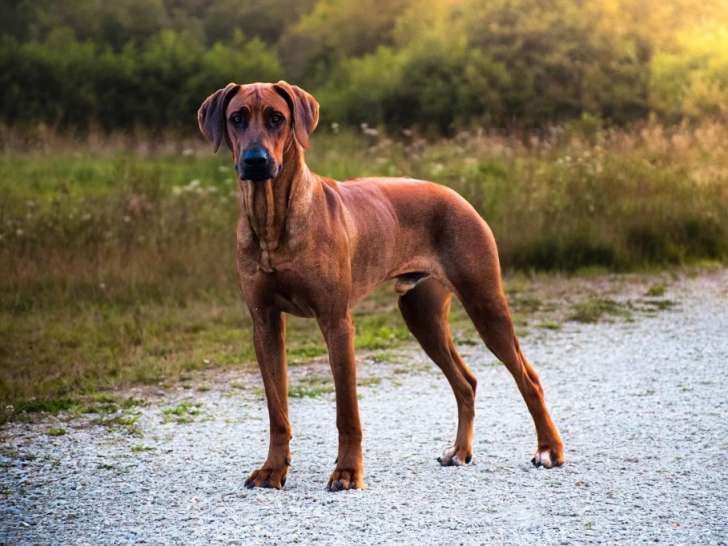 Mâle Rhodesian Ridgeback LOF confirmé disponible pour saillie