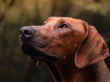 Mâle Rhodesian Ridgeback LOF confirmé disponible pour saillie