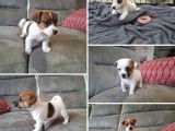 À réserver, 5 chiots mâles Jack Russell Terrier (LOF)
