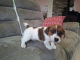 À réserver, 5 chiots mâles Jack Russell Terrier (LOF)