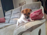 À réserver, 5 chiots mâles Jack Russell Terrier (LOF)