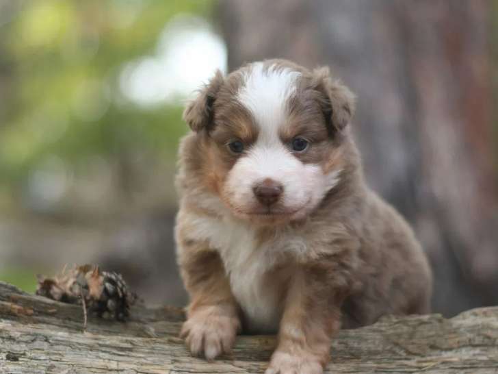 Des chiots Berger Américain Miniature LOF à réserver