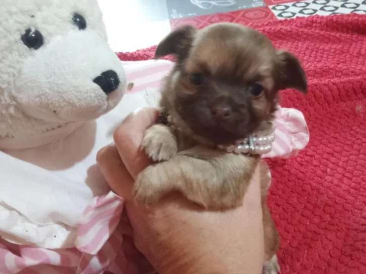 À réserver, 1 chiot Chihuahua femelle (LOF)