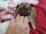 À réserver, 1 chiot Chihuahua femelle (LOF)