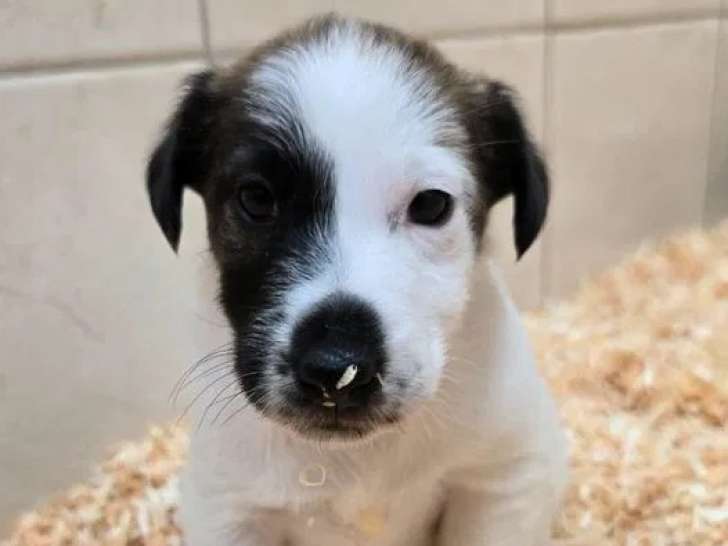 5 chiots Fox Terrier à Poil Lisse LOF à réserver