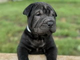 4 chiots mâles Shar-Peï disponibles à la réservation (LOF)