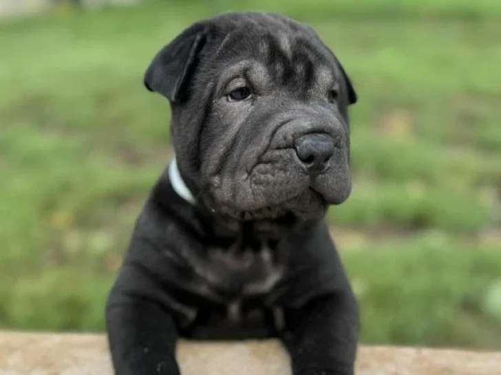 4 chiots mâles Shar-Peï disponibles à la réservation (LOF)