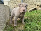 4 chiots mâles Shar-Peï disponibles à la réservation (LOF)