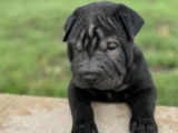 4 chiots mâles Shar-Peï disponibles à la réservation (LOF)
