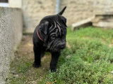 4 chiots mâles Shar-Peï disponibles à la réservation (LOF)