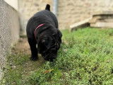 4 chiots mâles Shar-Peï disponibles à la réservation (LOF)