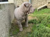 4 chiots mâles Shar-Peï disponibles à la réservation (LOF)