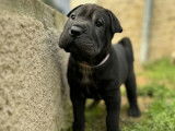 4 chiots mâles Shar-Peï disponibles à la réservation (LOF)