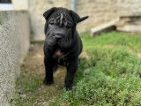 4 chiots mâles Shar-Peï disponibles à la réservation (LOF)