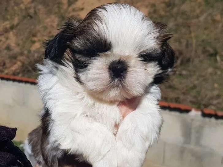 Chiots Shih Tzu LOF à réserver