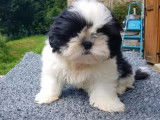 Chiots Shih Tzu LOF à réserver