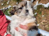 Chiots Shih Tzu LOF à réserver