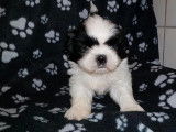 Chiots Shih Tzu LOF à réserver