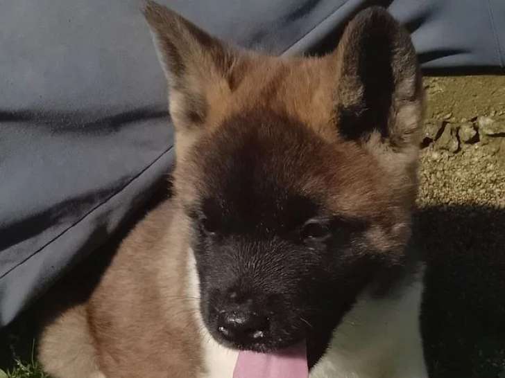 2 chiots mâles Akita Américain non LOF à réserver