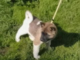 2 chiots mâles Akita Américain non LOF à réserver