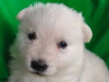 À réserver, 1 chiot femelle Berger Blanc Suisse LOF