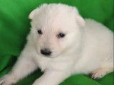 À réserver, 1 chiot femelle Berger Blanc Suisse LOF