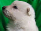 À réserver, 1 chiot femelle Berger Blanc Suisse LOF
