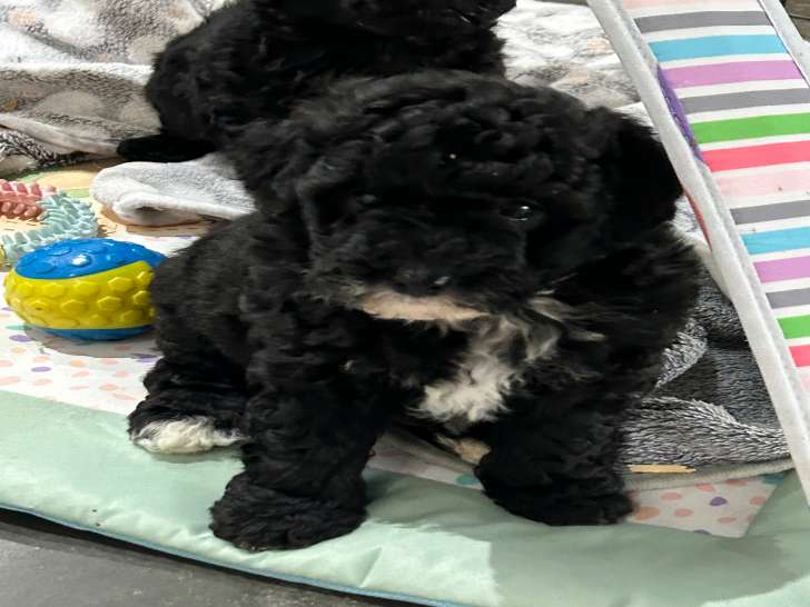 Chiots Caniche Nain à vendre