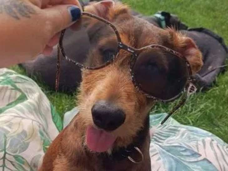 1 chiot femelle Xoloitzcuintle LOF à vendre