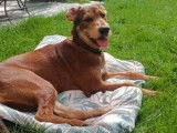 1 chiot femelle Xoloitzcuintle LOF à vendre