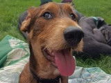 1 chiot femelle Xoloitzcuintle LOF à vendre