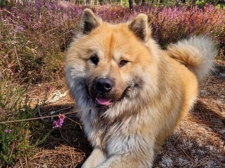 Étalon Eurasier LOF disponible pour saillie