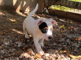 1 chiot mâle Jack Russell à vendre (LOF)