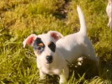 1 chiot mâle Jack Russell à vendre (LOF)