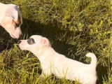1 chiot mâle Jack Russell à vendre (LOF)