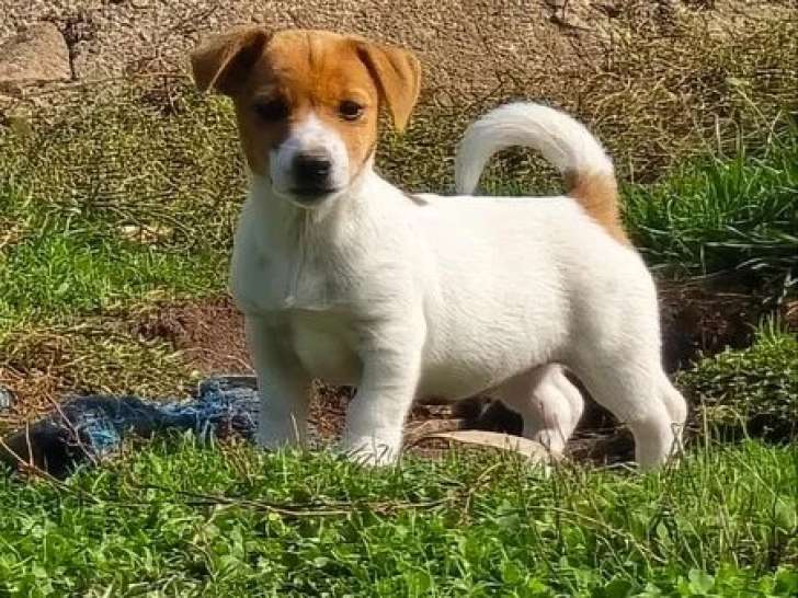 6 chiots Jack Russell LOF à vendre