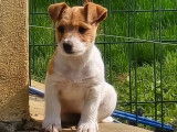 6 chiots Jack Russell LOF à vendre