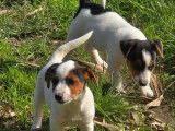 6 chiots Jack Russell LOF à vendre