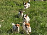 6 chiots Jack Russell LOF à vendre