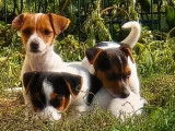 6 chiots Jack Russell LOF à vendre
