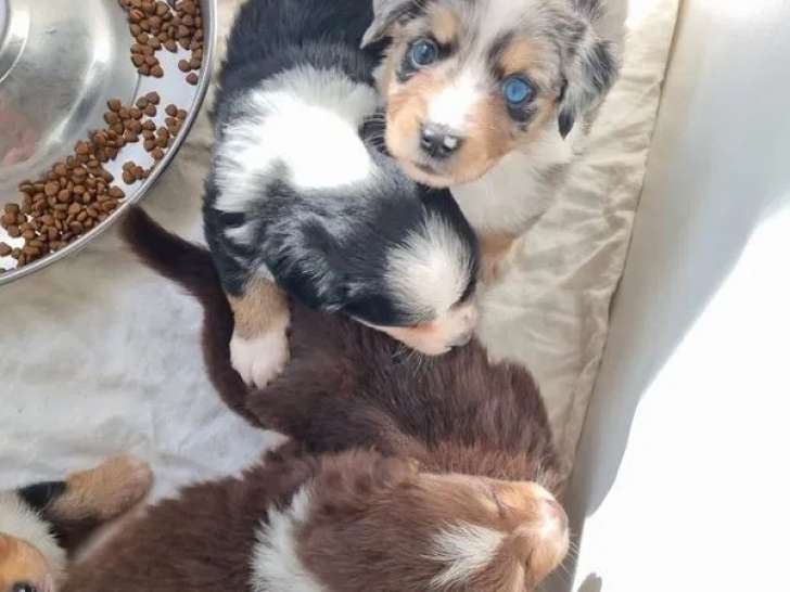 5 chiots mâles Berger Américain Miniature LOF disponibles à la vente