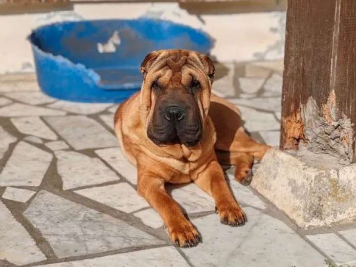 Chiot mâle Shar-Peï LOF à vendre