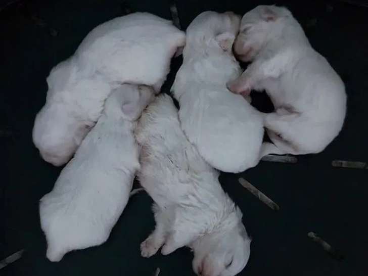 Chiots Coton de Tulear disponibles à la réservation  (LOF)