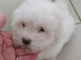 Chiots Coton de Tulear disponibles à la réservation  (LOF)